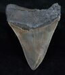Great Fossil Megalodon Tooth - Serrated #12000-2